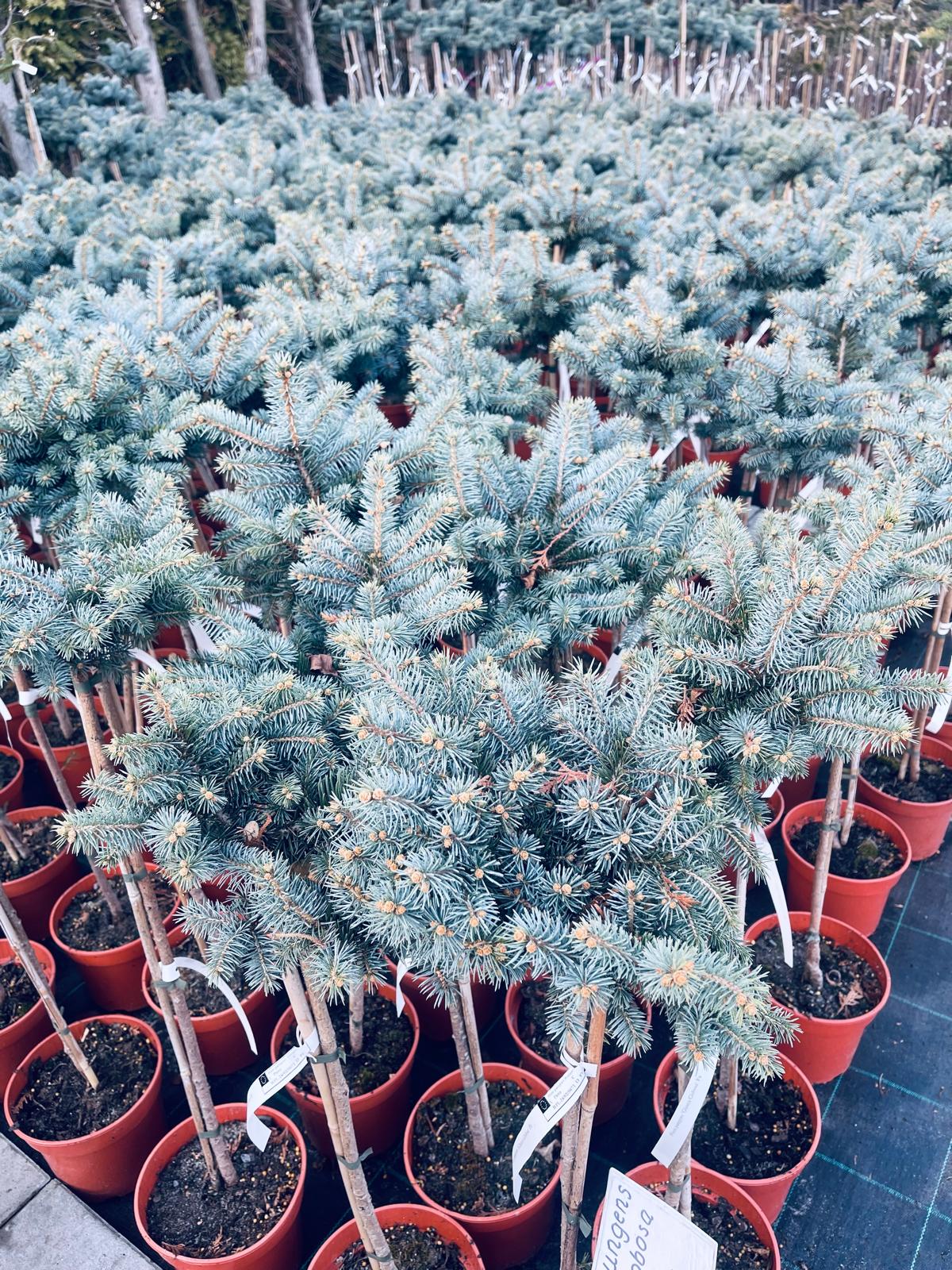 plant022 - Szkółka Ula Milczanowska